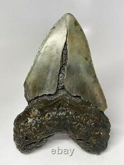 Megalodon Shark Tooth 6.08 Huge Real Fossil Giant 5518