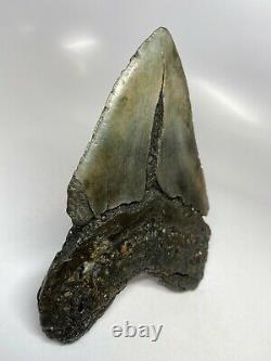 Megalodon Shark Tooth 6.08 Huge Real Fossil Giant 5518