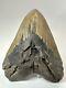 Megalodon Shark Tooth 6.08 Massive Authentic Fossil Natural 18498