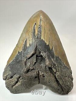 Megalodon Shark Tooth 6.08 Massive Authentic Fossil Natural 18498