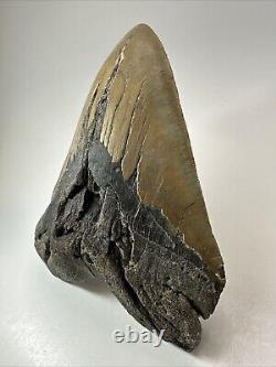 Megalodon Shark Tooth 6.08 Massive Authentic Fossil Natural 18498