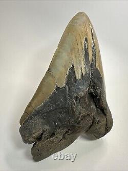 Megalodon Shark Tooth 6.08 Massive Authentic Fossil Natural 18498