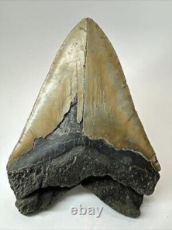 Megalodon Shark Tooth 6.08 Massive Authentic Fossil Natural 18498