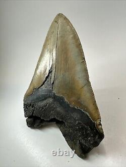 Megalodon Shark Tooth 6.08 Massive Authentic Fossil Natural 18498