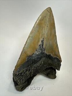 Megalodon Shark Tooth 6.08 Massive Authentic Fossil Natural 18498