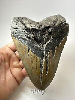 Megalodon Shark Tooth 6.08 Massive Authentic Fossil Natural 18498