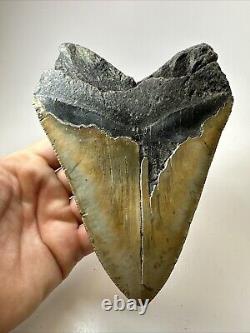 Megalodon Shark Tooth 6.08 Massive Authentic Fossil Natural 18498