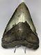Megalodon Shark Tooth 6.08 Massive Real Fossil No Restoration 3867