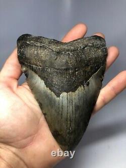 Megalodon Shark Tooth 6.08 Massive Real Fossil NO RESTORATION 3867