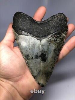 Megalodon Shark Tooth 6.08 Massive Real Fossil NO RESTORATION 3867