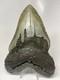 Megalodon Shark Tooth 6.08 Inch Huge Real Fossil Giant Natural 5518