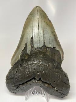 Megalodon Shark Tooth 6.08 inch Huge Real Fossil Giant Natural 5518
