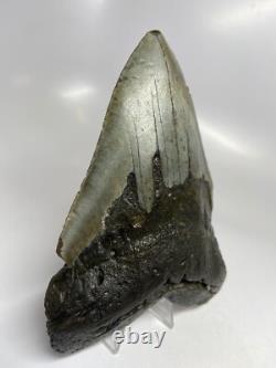 Megalodon Shark Tooth 6.08 inch Huge Real Fossil Giant Natural 5518
