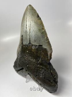 Megalodon Shark Tooth 6.08 inch Huge Real Fossil Giant Natural 5518