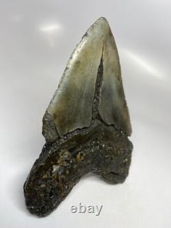 Megalodon Shark Tooth 6.08 inch Huge Real Fossil Giant Natural 5518