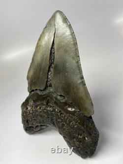 Megalodon Shark Tooth 6.08 inch Huge Real Fossil Giant Natural 5518