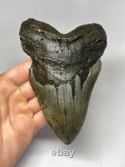 Megalodon Shark Tooth 6.08 inch Huge Real Fossil Giant Natural 5518