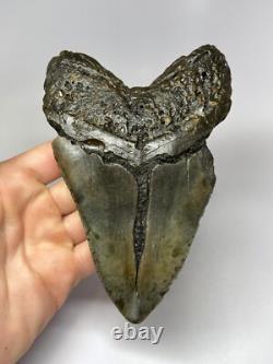 Megalodon Shark Tooth 6.08 inch Huge Real Fossil Giant Natural 5518