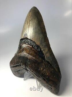 Megalodon Shark Tooth 6.09 Colorful Amazing Fossil No Restoration 3914