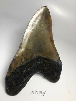 Megalodon Shark Tooth 6.09 Colorful Amazing Fossil No Restoration 3914