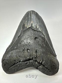 Megalodon Shark Tooth 6.10 Giant Black Fossil Authentic 18836