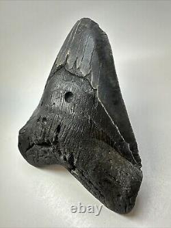 Megalodon Shark Tooth 6.10 Giant Black Fossil Authentic 18836