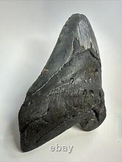 Megalodon Shark Tooth 6.10 Giant Black Fossil Authentic 18836