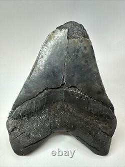 Megalodon Shark Tooth 6.10 Giant Black Fossil Authentic 18836