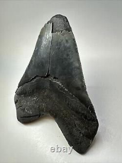 Megalodon Shark Tooth 6.10 Giant Black Fossil Authentic 18836