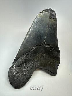 Megalodon Shark Tooth 6.10 Giant Black Fossil Authentic 18836