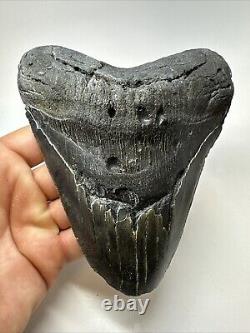 Megalodon Shark Tooth 6.10 Giant Black Fossil Authentic 18836