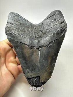 Megalodon Shark Tooth 6.10 Giant Black Fossil Authentic 18836