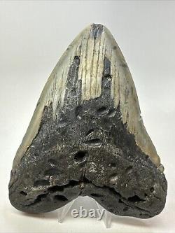 Megalodon Shark Tooth 6.11 Massive Authentic Fossil Carolina 18767