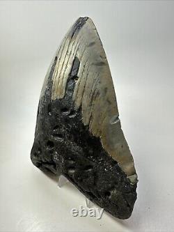 Megalodon Shark Tooth 6.11 Massive Authentic Fossil Carolina 18767