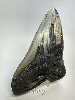 Megalodon Shark Tooth 6.11 Massive Authentic Fossil Carolina 18767