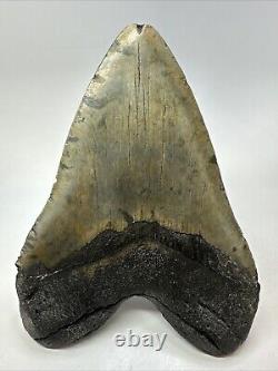 Megalodon Shark Tooth 6.11 Massive Authentic Fossil Carolina 18767