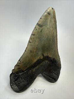 Megalodon Shark Tooth 6.11 Massive Authentic Fossil Carolina 18767