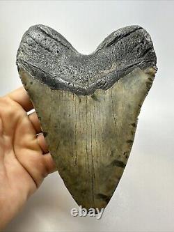 Megalodon Shark Tooth 6.11 Massive Authentic Fossil Carolina 18767