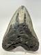 Megalodon Shark Tooth 6.11 Inch Massive Authentic Fossil Carolina 18767