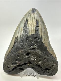 Megalodon Shark Tooth 6.11 inch Massive Authentic Fossil Carolina 18767 Megalodon Shark Tooth 6.11 inch Massive Authentic Fossil Carolina 18767