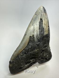 Megalodon Shark Tooth 6.11 inch Massive Authentic Fossil Carolina 18767