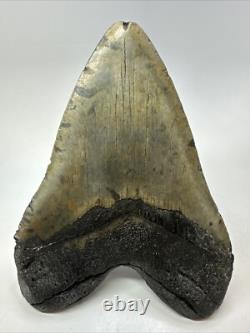 Megalodon Shark Tooth 6.11 inch Massive Authentic Fossil Carolina 18767