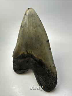Megalodon Shark Tooth 6.11 inch Massive Authentic Fossil Carolina 18767