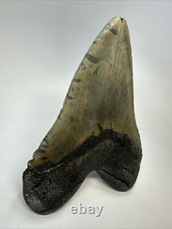 Megalodon Shark Tooth 6.11 inch Massive Authentic Fossil Carolina 18767