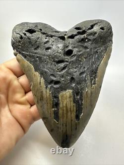 Megalodon Shark Tooth 6.11 inch Massive Authentic Fossil Carolina 18767