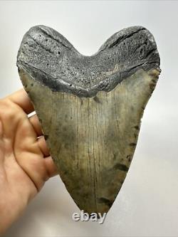 Megalodon Shark Tooth 6.11 inch Massive Authentic Fossil Carolina 18767