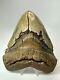 Megalodon Shark Tooth 6.12 Giant Colorful Fossil Authentic 18390
