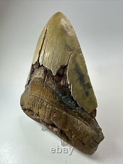 Megalodon Shark Tooth 6.12 Giant Colorful Fossil Authentic 18390