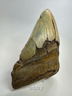 Megalodon Shark Tooth 6.12 Giant Colorful Fossil Authentic 18390