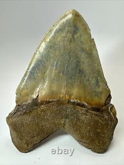 Megalodon Shark Tooth 6.12 Giant Colorful Fossil Authentic 18390